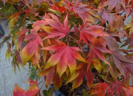 acer trees 010